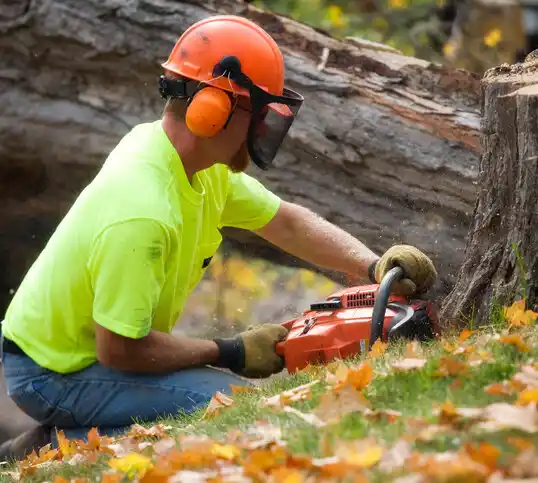 tree services Mitchellville